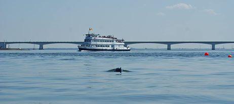 Frisia-rondvaarten-Oosterschelde-bruinvis