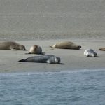 Zeehonden safari vanuit Zierikzee